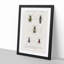 Beetle Illustrations PL.8 by Charles D'Orbigny - Single Picture Frame Print-55543857-55543856