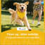 Lit de chien surélevé pour chien-1795086854