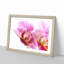 A Pink Orchid Flower - Picture Frame Photograph Print-56632530-56632533