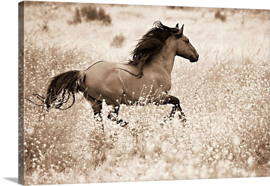 «Kemani Courir libre» Lisa Dearing, reproduction de photo, H 20 po x l 30 po x P 1,5 po, Toile