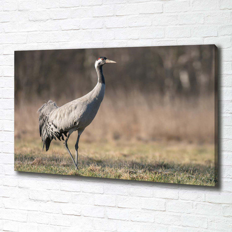 Heron - No Frame Print on Canvas