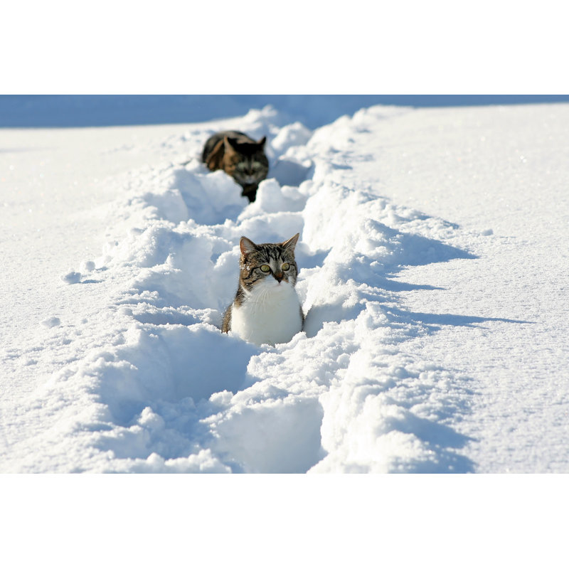 Cats In The Snow by Astrid860 - Wrapped Canvas Print, 30cm H x 46cm W