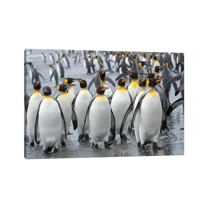 King Penguin Rookery On Salisbury Plain In The Bay Of Isles. South Georgia Island by Martin Zwick - Wrapped Canvas Print