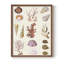 Coral & Shell Collage II, reproduction encadrée - bois massif-1884428767-1884428765