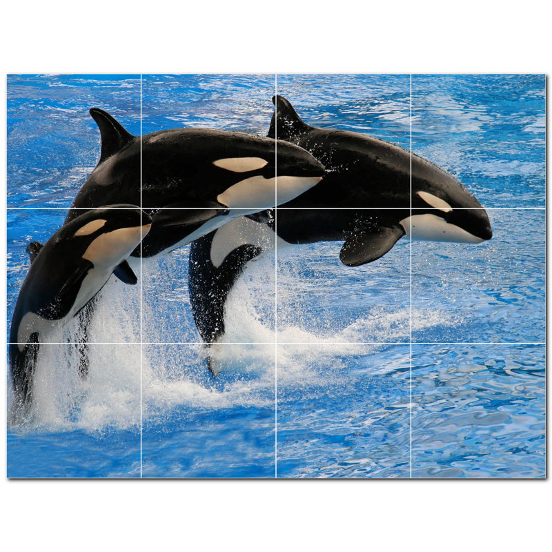Dauphin photo 6 x 6