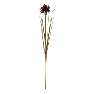 Anastasija Arrangement