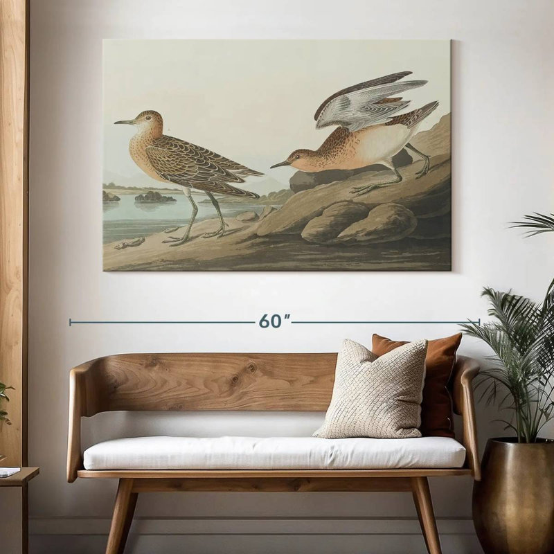 Brampt Buff Breasted Sandpiper, 34" H x 51" W