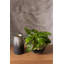 David Ceramic Planter
