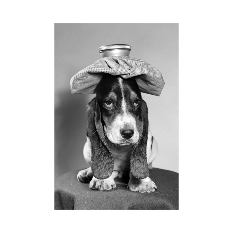 Bassett Hound Dog With Ice Pack On Head - Wrapped Canvas Print, 66.04 cm H x 45.72 cm W x 1.91 cm D