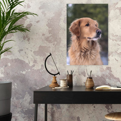 Mature Golden Retriever Dog Portrait Contemporary Dog Wall Art