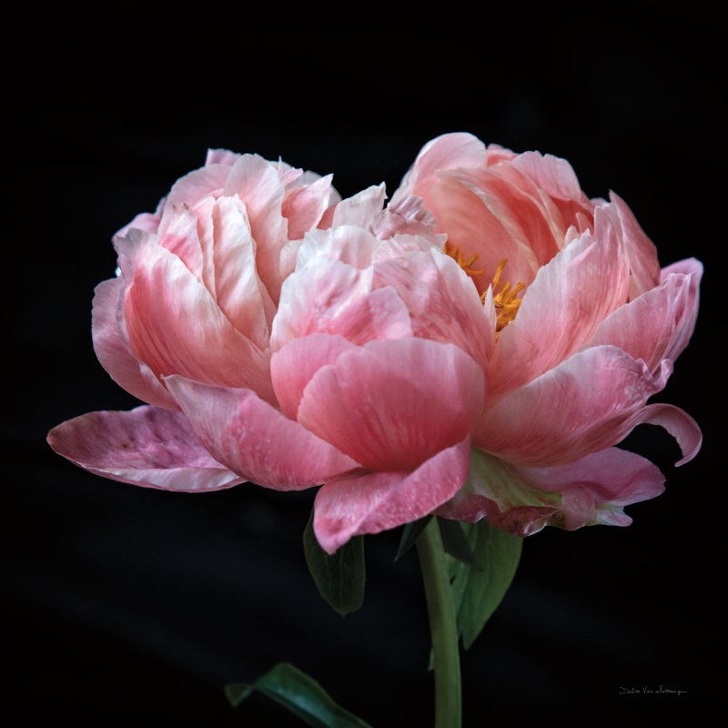 «Coral Pivoines IV» sur toile par Debra Van Swearingen, H 20 po x l 20 po