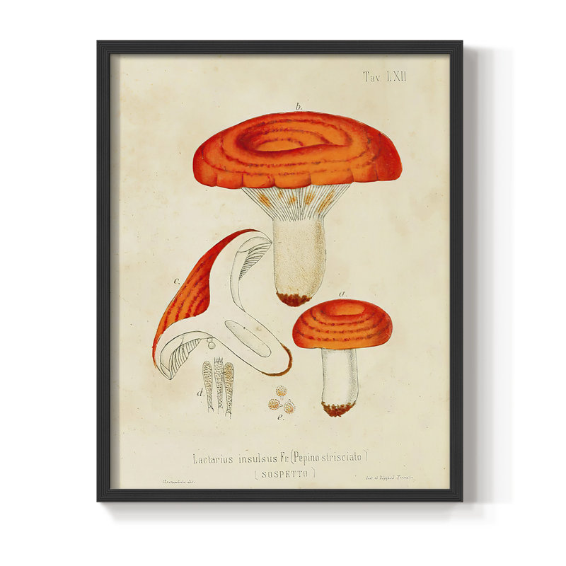 Mushroom Varieties IX Framed Print - Solid Wood, 28" H x 22" W, Black