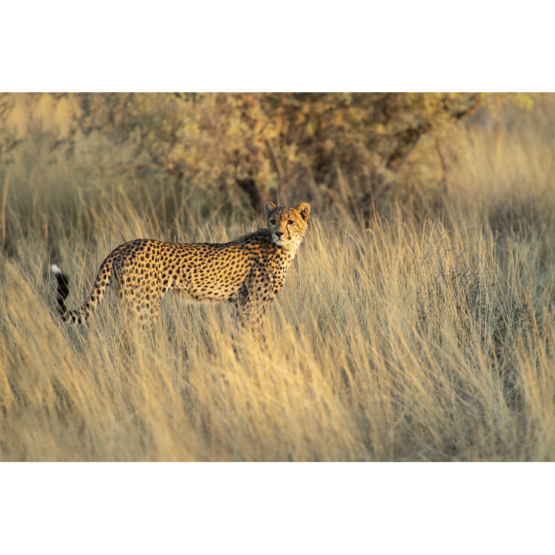 Young Cheetah by Sproetniek - Wrapped Canvas Print, 81cm H x 122cm W x 3.8cm D