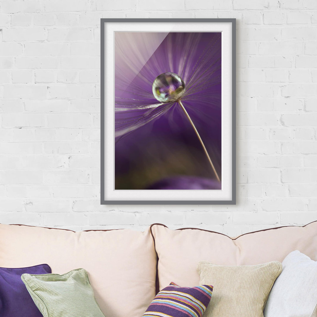 Gerahmter Fotodruck Dandelion in Violet