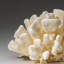 Genuine White Cat's Paw Coral (1.5 Lbs)
