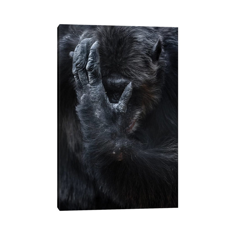 Chimpanzee I by Goran Anastasovski - Wrapped Canvas Print, 66.04 cm H x 45.72 cm W x 3.175 cm D