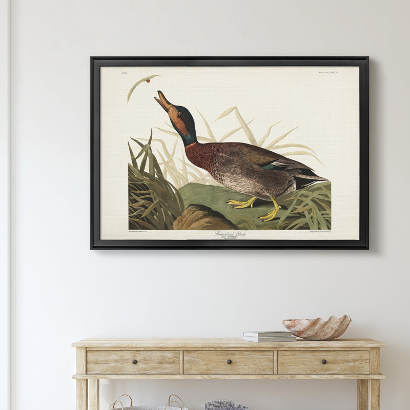 Bemaculé canard - reproduction de photo sur toile, Noir, H 30,5 po x l 42,5 po x P 1,5 po
