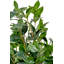 150cm Faux Plant in Cement Pot
