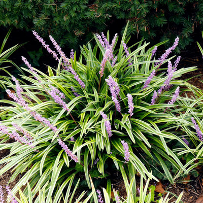 4 in. Variegated Liriope (4-Pack)