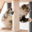 Arbre à chat 64 po Chabeli-539217360