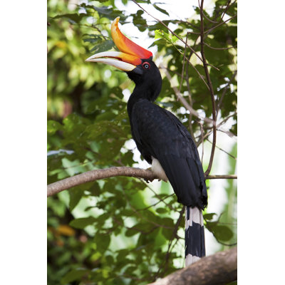 Rhinoceros Hornbill Bird, With Black Body And Orange Horn by Davidevison - Wrapped Canvas Print
