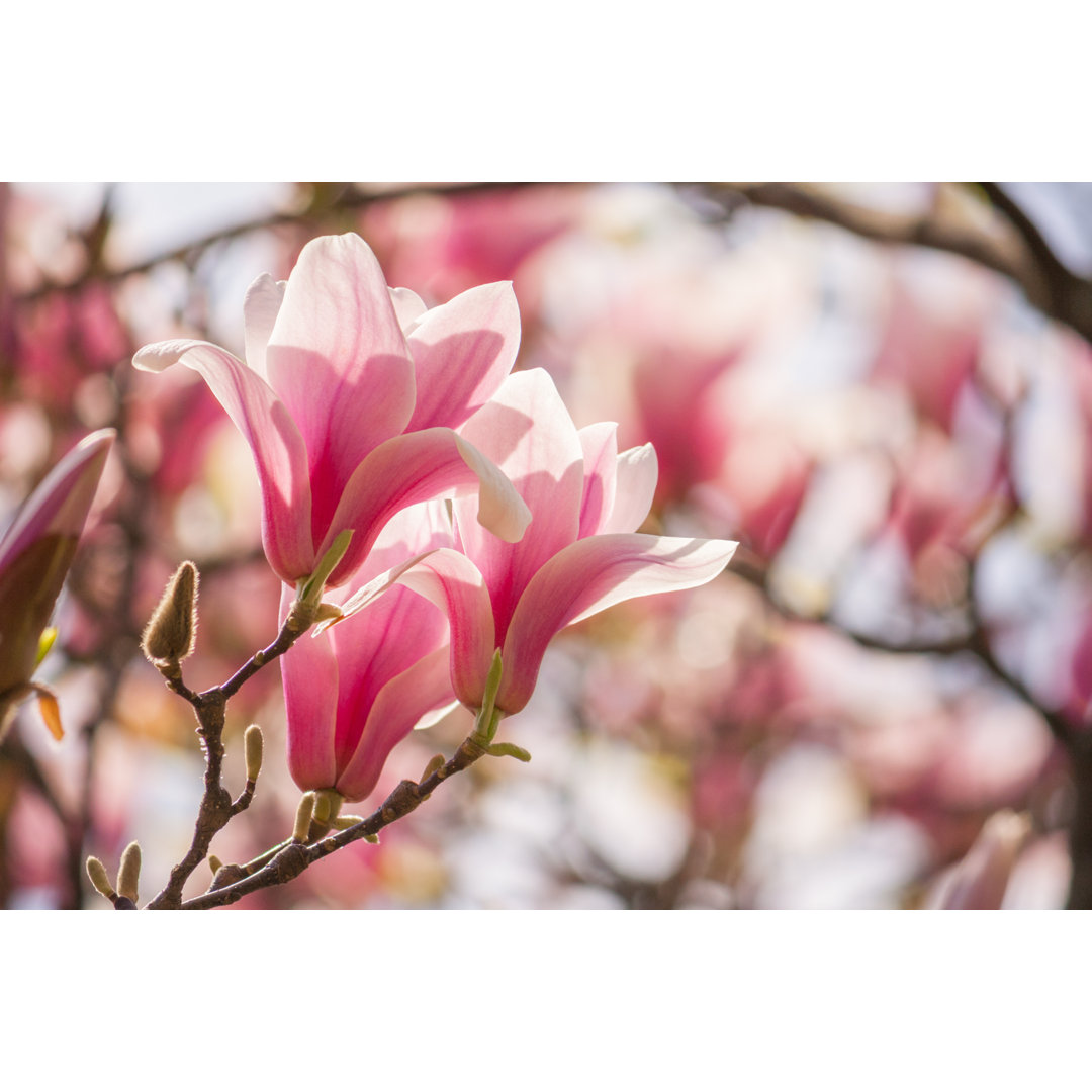 Magnolia Red On A Blurry Background von VIDOK - Ohne Rahmen auf Leinwand drucken