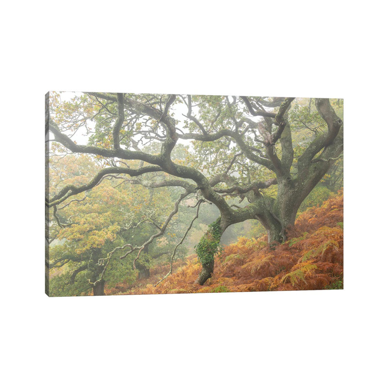 The Magic Faraway Tree by Adam Burton - Wrapped Canvas Print, 101.6 cm H x 66.04 cm W x 3.175 cm D