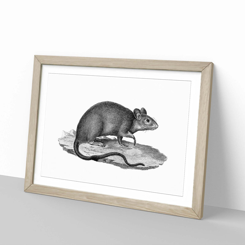 Rat Illustration - Framed Print, Oak Framed, 36cm H x 48cm W x 2cm D