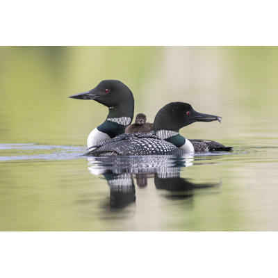 Common Loon Chick Riding On Mother As Father Cruises Past by BrianLasenby - Wrapped Canvas Print