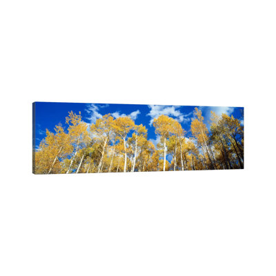 Low-Angle View Of Aspen Trees, Uncompahgre Nationa Forest, Colorado, USA - Wrapped Canvas Panoramic Print