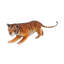 Tiger bengal