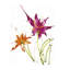Gestural Florals I Painting by Paul Ngo-26728688-26728680