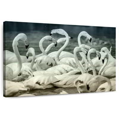 Flamants bruns sépia