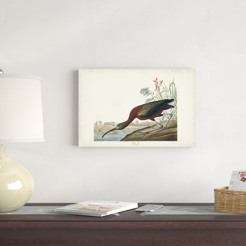 Pl 387 brillant ibis, H 12 po x l 18 po