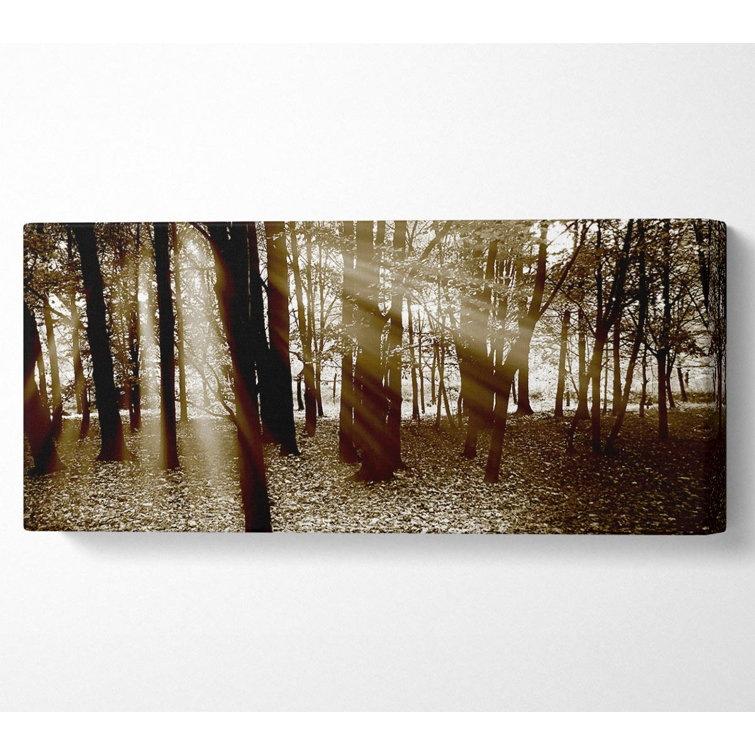 Union Rustic Sun Beams Through The Chocolate Forest - Wrapped Canvas ...