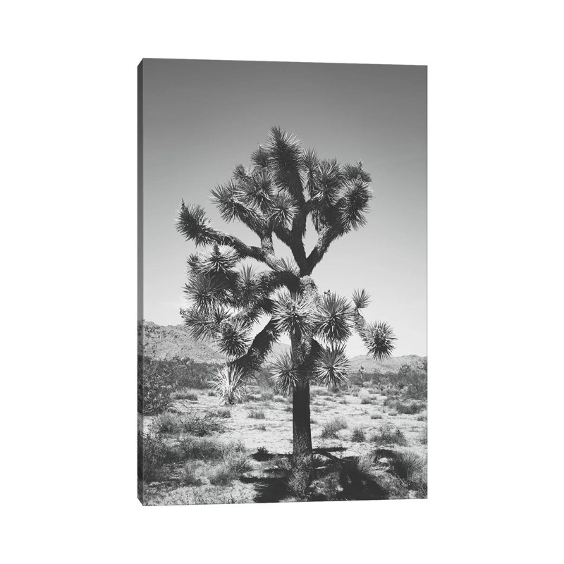 Joshua Tree I by Ann Hudec - Wrapped Canvas Print, 20.32 cm H x 30.48 cm W