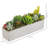 6.1'' Plant