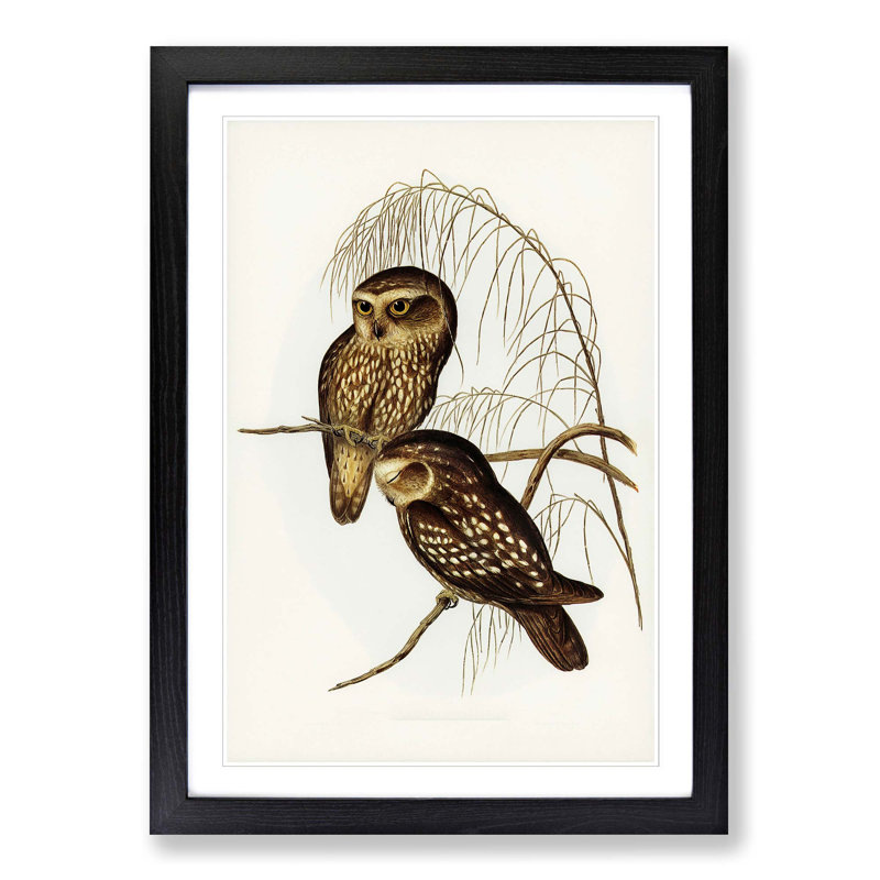 Spotted Owls by Elizabeth Gould - Picture Frame Painting Print, Black Framed, 36cm H x 27cm W x 2cm D