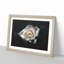 A White Rose - Picture Frame Graphic Art Print-56875874-56875876