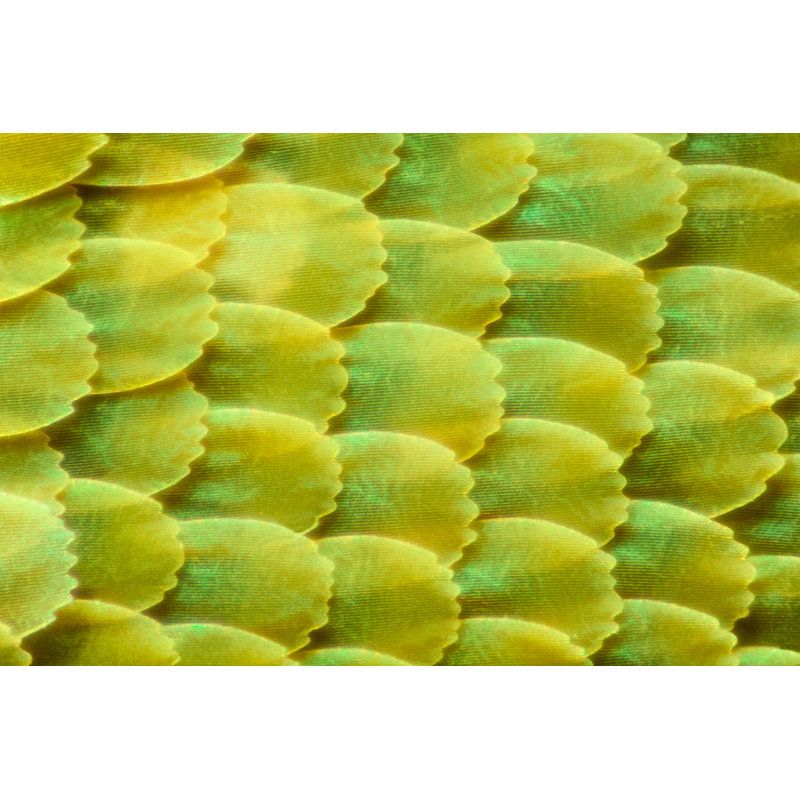 Butterfly Wing - Wrapped Canvas Print, 30cm H x 46cm W x 3.8cm D