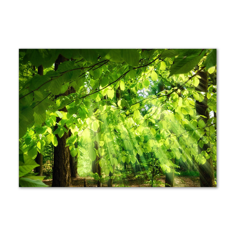 Beech Leaves - Wrapped Canvas Print