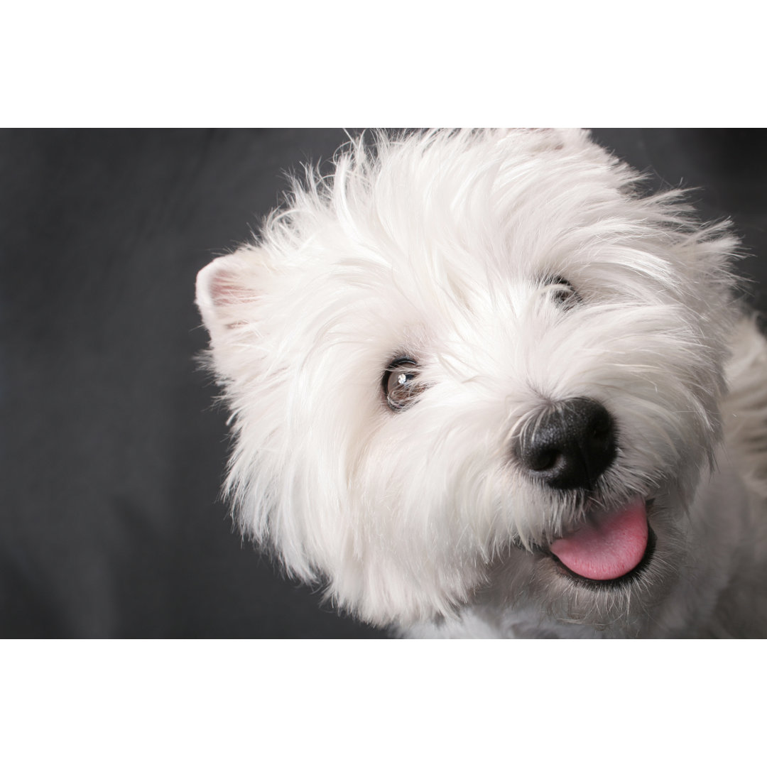 Westie von Penfold - Drucken