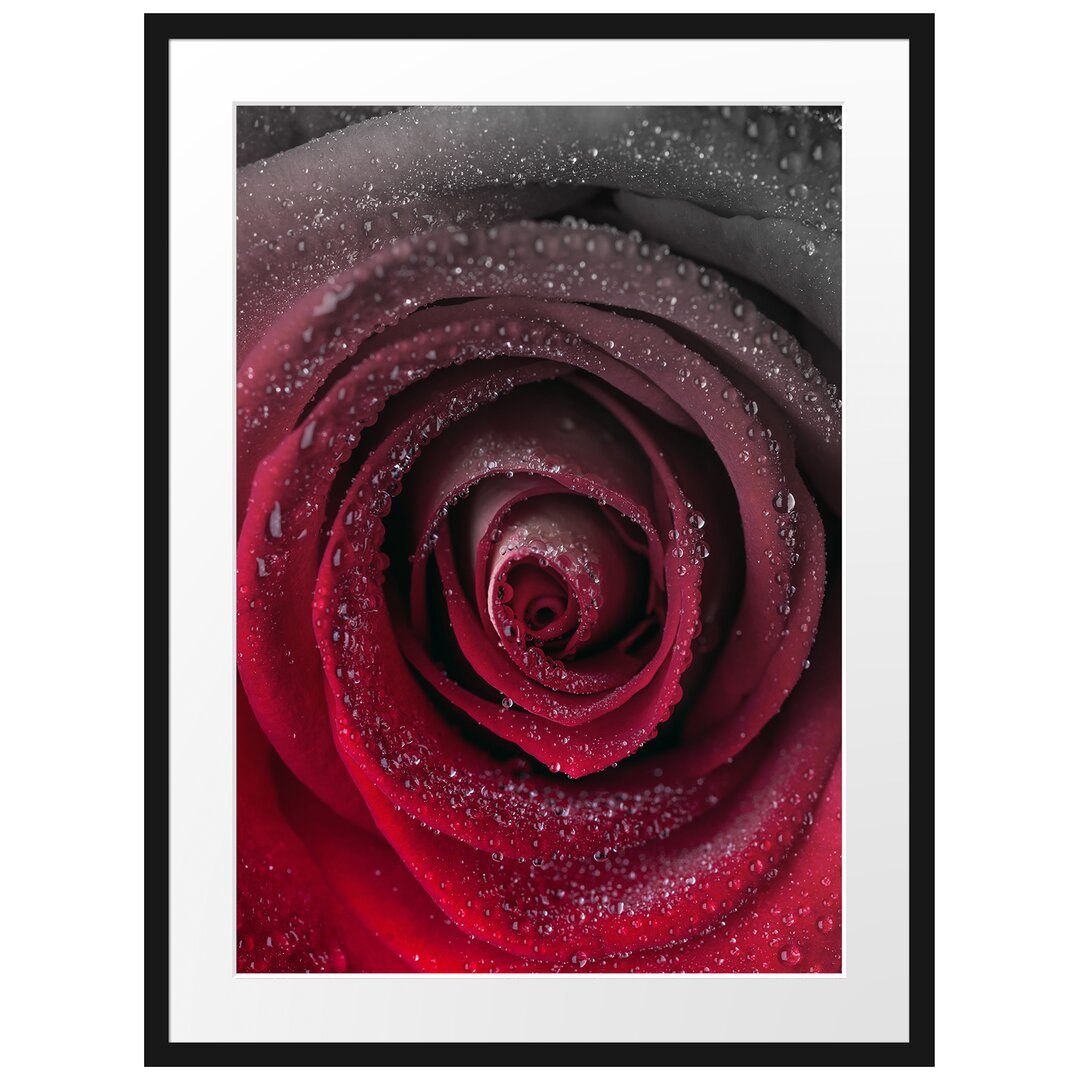 Gerahmter Fotodruck Red Tender Rose Blossom