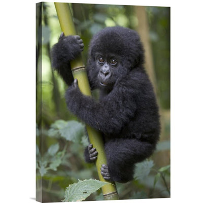 " Mountain Gorilla Infant Playfully Climbing Bamboo Pole "