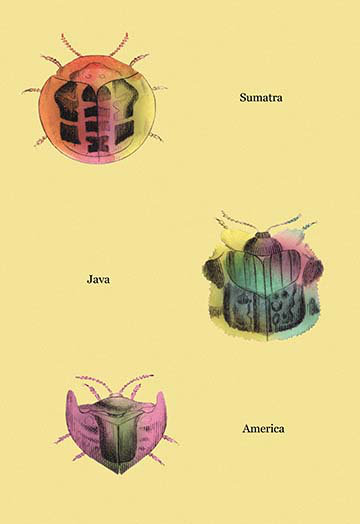 " Beetles Of Sumatra, Java And America "