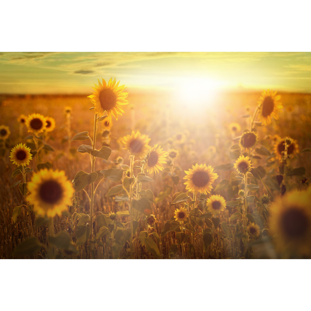 Sonnenblumen in der Abenddämmerung von Zeljkosantrac - Kunstdrucke auf Leinwand ohne Rahmen