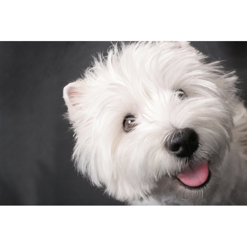 Westie by Penfold - Wrapped Canvas Print, 51cm H x 76cm W x 3.8cm D
