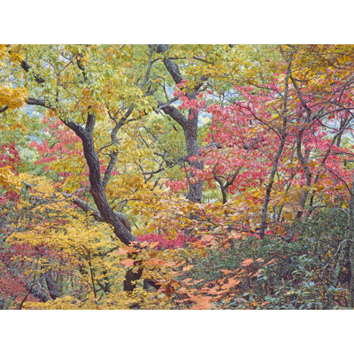 Autumn Portrait Blue Ridge Parkway #2 Print by Bruce Heinemann
