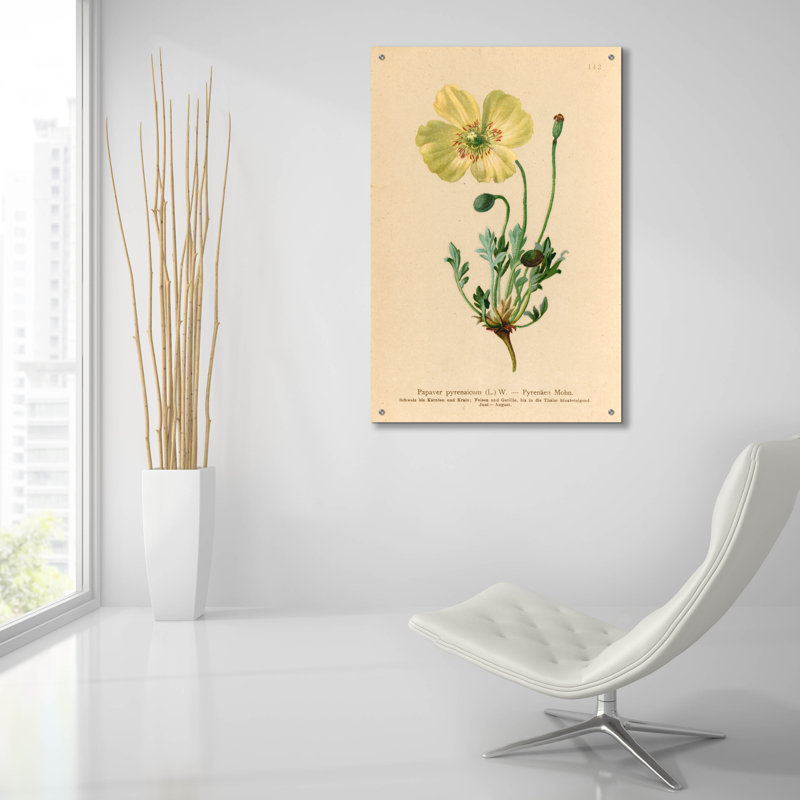 Art mural en verre acrylique épique «Papaver pyrenaicum» par Art Licensing Studio, 24 po x 36 po, H 36 po x l 24 po