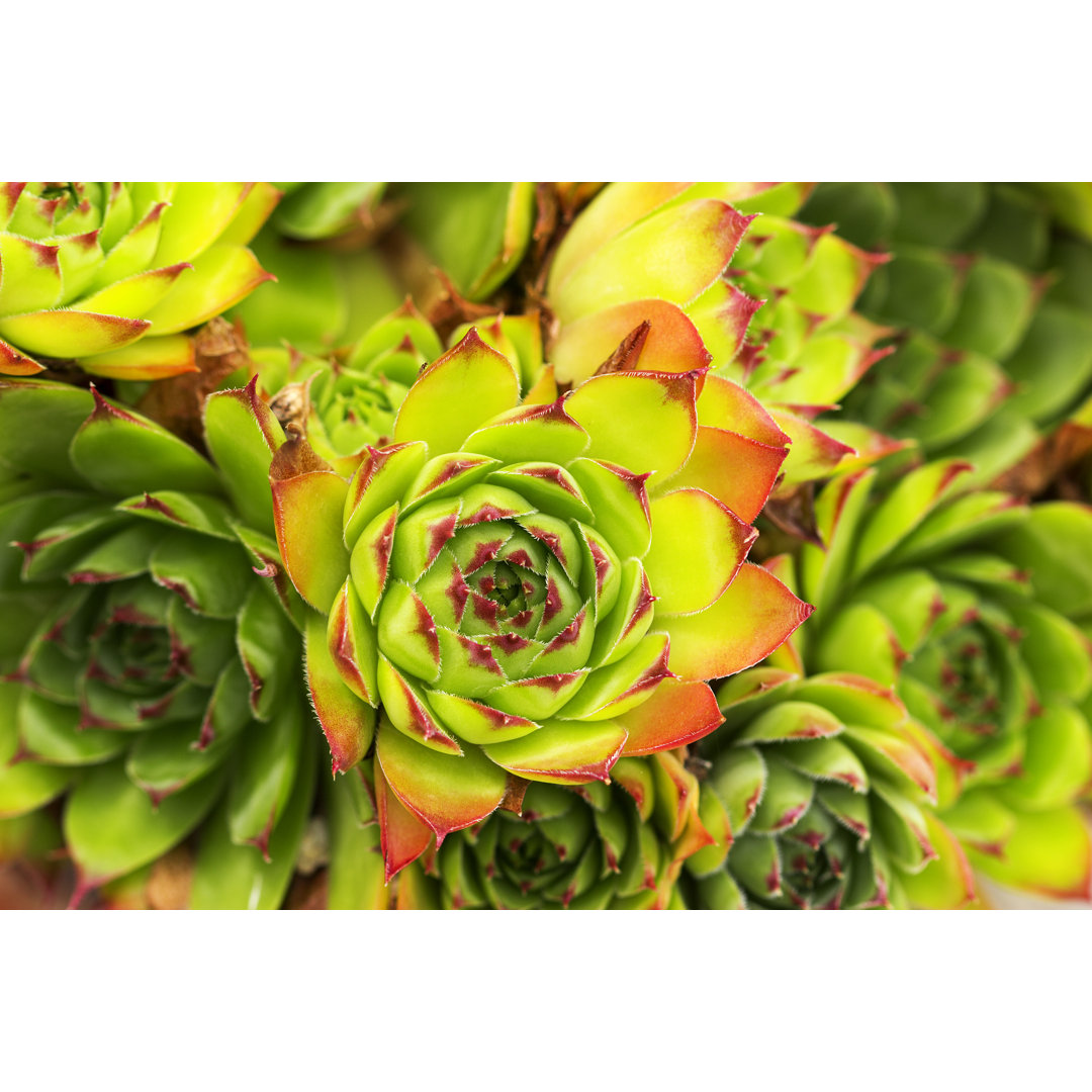 Leinwandbild Green and Red Aeonium Succulent Plant von Filipfoto